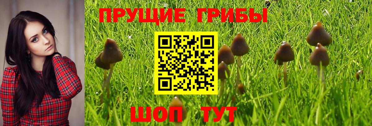 Псилоцибиновые грибы MAGIC MUSHROOMS Рубцовск